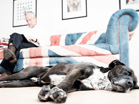 A dog sleeping with a person working on a couch with UK flag